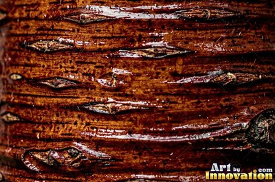 Sycamore bark shedding in patchwork camouflage flakes