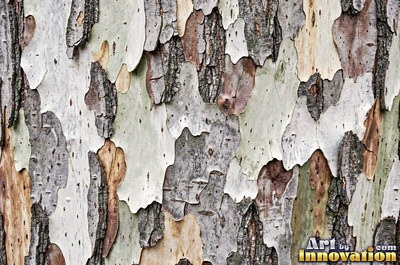Silver gray pine bark scales under soft even light