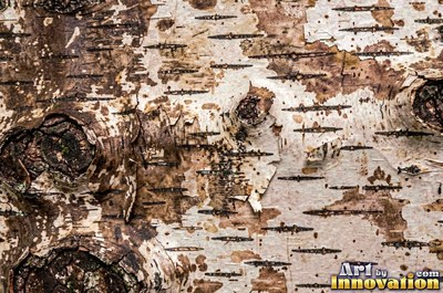Cork oak bark full of spongy pits and fissures