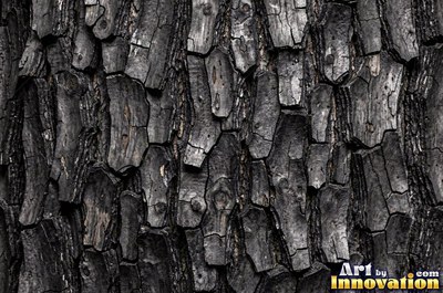 Sycamore bark shedding in patchwork camouflage flakes