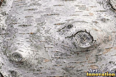Silver gray pine bark scales under soft even light
