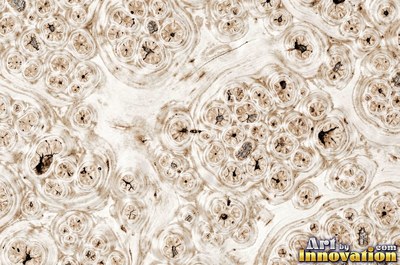 Slice of burl with chaotic swirling grain and a deep glossy finish