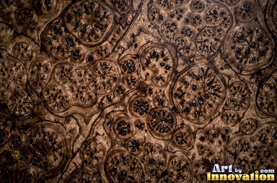 Burl figure glowing with chatoyant shimmer under lacquer