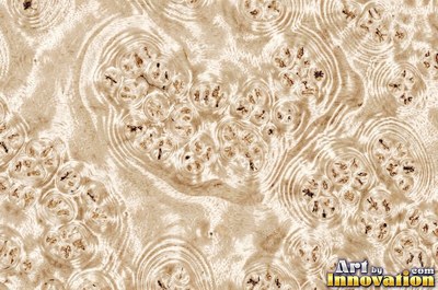 Slice of burl with chaotic swirling grain and a deep glossy finish