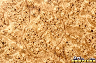 Burl figure glowing with chatoyant shimmer under lacquer