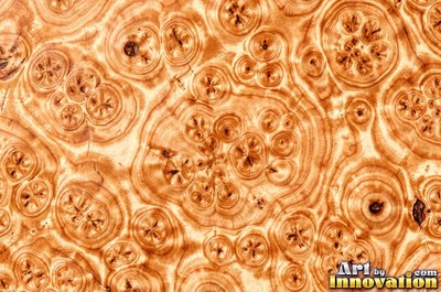 Amboyna style burl with tight curls in reddish mahogany