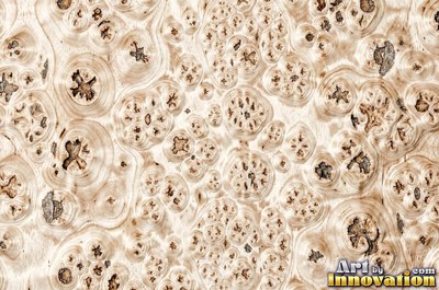 Buckeye style burl with pale and dark marbled patches