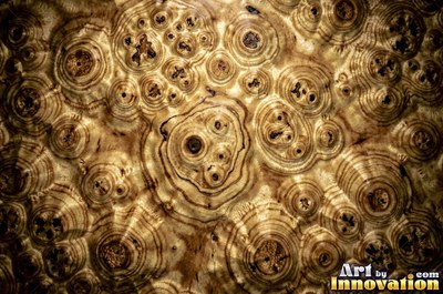 Slice of burl with chaotic swirling grain and a deep glossy finish