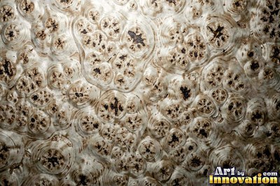Buckeye style burl with pale and dark marbled patches