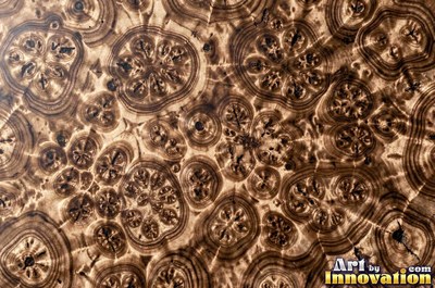 Burl figure glowing with chatoyant shimmer under lacquer