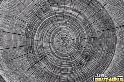 Spalted wood with thin dark zone lines wandering through pale grain