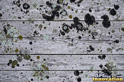 Old barn siding with peeling layers, splits and worn knots
