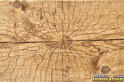Driftwood smoothed by the sea with soft rounded grain ridges