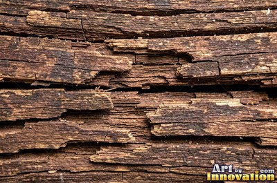 Old barn siding with peeling layers, splits and worn knots