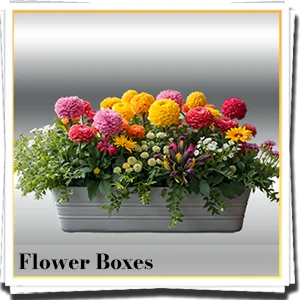 Flower Boxes