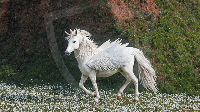 A majestic white alicorn rearing up on its hind legs atop a rocky hillside, large crimson and coral-red feathered wings spread wide, flowing cream and golden mane and tail swept by the wind, spiraling rose-pink horn, muscular luminous white coat with warm golden light, surrounded by blooming pink wildflowers in the foreground, dramatic fantasy landscape behind with a winding river fjord cutting through a misty valley, jagged mountain peaks on both sides, small rocky islands in distant water, golden sunset sky with billowing peach and amber clouds lit from beneath, small glowing red orb floating in the mid-distance left, cinematic epic fantasy atmosphere, volumetric golden light, photorealistic digital art, ultra-detailed, 8K resolution, dramatic low angle composition